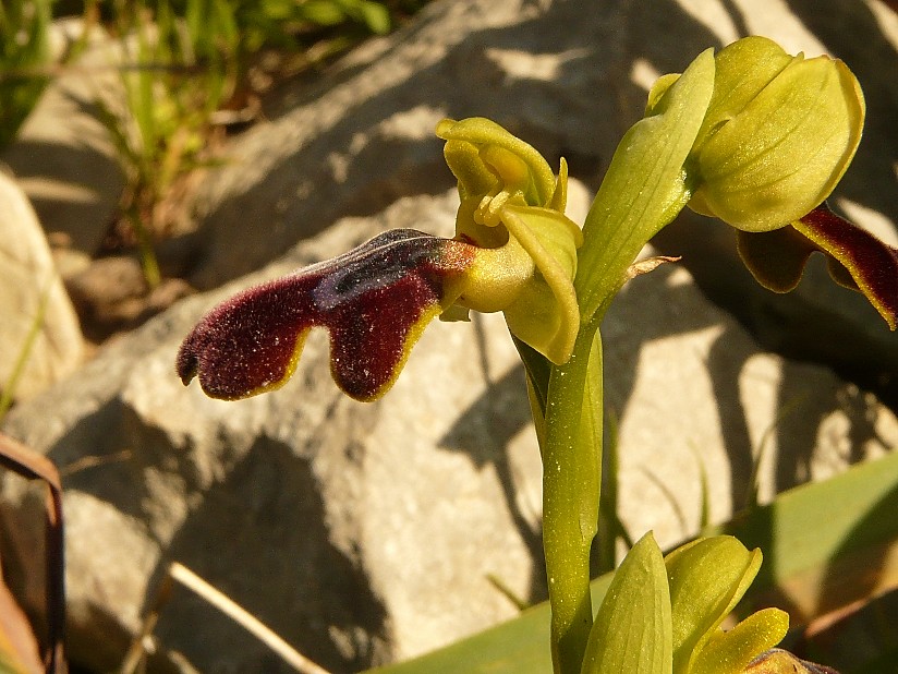 Ophrys lucifera